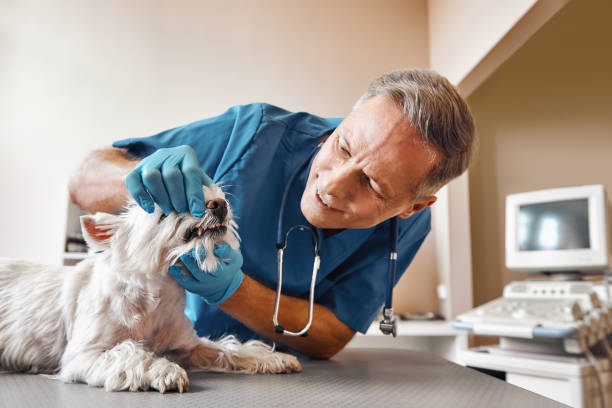 Best Emergency Treatment for Dental Infections or Abscesses in Grain Valley, MO